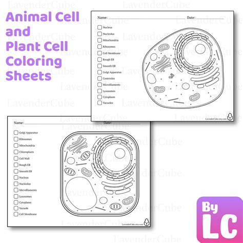 Animal and Plant Cell Coloring Worksheets Digital Download 300 DPI Png ...