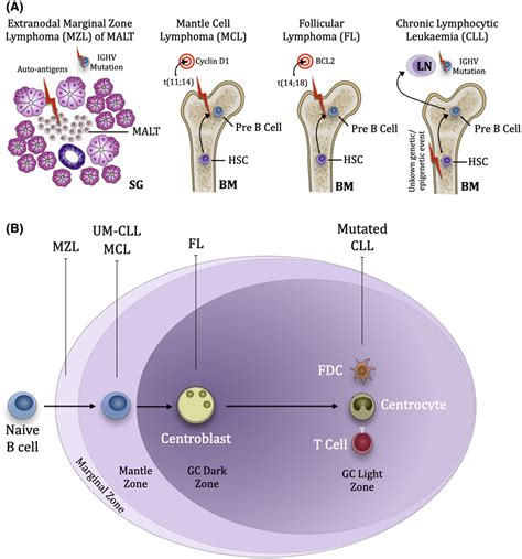 Mantle cell lymphoma, malt lymphoma, small lymphocytic lymphoma, and follicular lymphoma of the ...