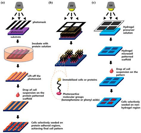 Image result for Cellular Microarray