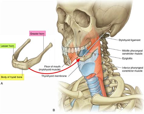 Ct Anatomy Of Hyoid Bone at Diane Arnett blog