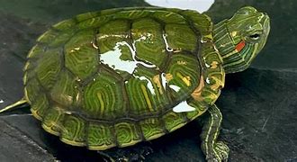 Image result for Pet Turtle