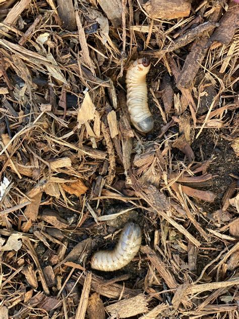 How and When to Kill Lawn Grubs - LawnGuru