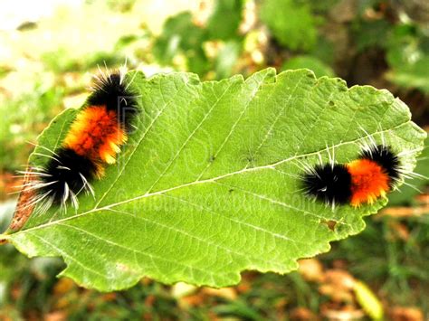 Photo of Wooly Bear Caterpillars by Photo Stock Source insects, Eugene ...