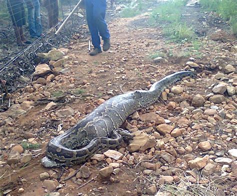 Image result for South African Python