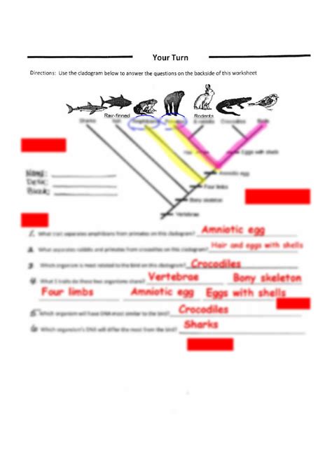 Image result for Cladogram Practice Worksheet