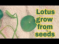 how to grow lotus from seed day how to grow lotus from seed at home in how to grow lotus from seed day how to grow lotus from seed at home in