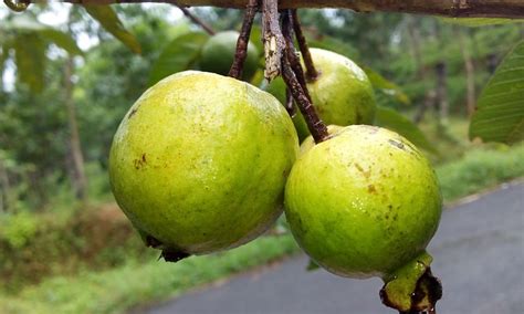 Guayaba En almíbar en Fábrica de Dulces Flor De Calvillo de México ...