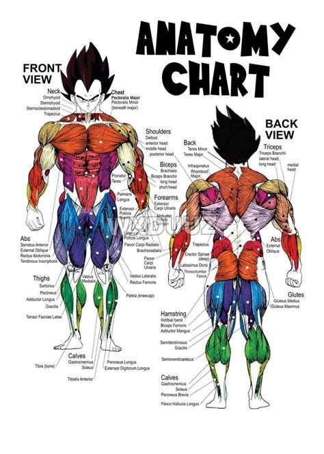 Dragon Ball Z Anatomy