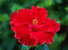 fiore di wallpapers hibiscus flowers wallpapers fiore di wallpapers hibiscus flowers wallpapers