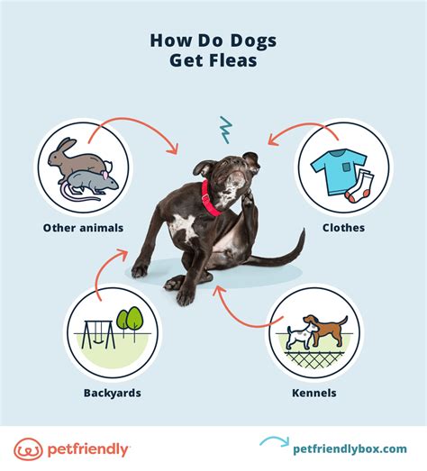 Fleas on Dogs: What Are Fleas and What Do They Look Like - PetFriendly Box