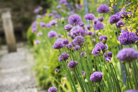 14 Best Landscape Plants With Purple Flowers
