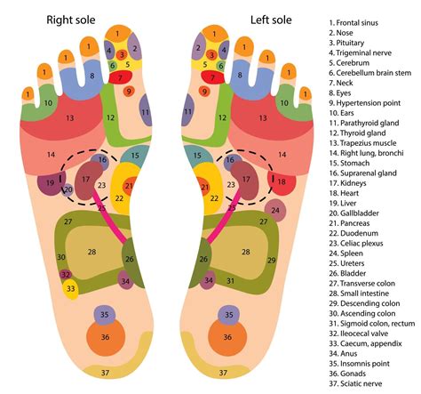 Foot Reflexology Chart Printable