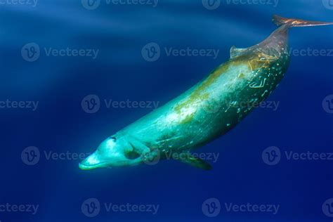 Rare Goose Beaked whale dolphin Ziphius cavirostris underwater 12010693 ...