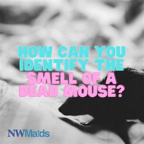 Can You Smell Dead Mice Through A Wall at Amelia Rojas blog - what is the smell of dead mouse