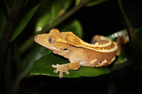19 Captivating Crested Gecko Facts to Unveil Its Charm - Facts.net
