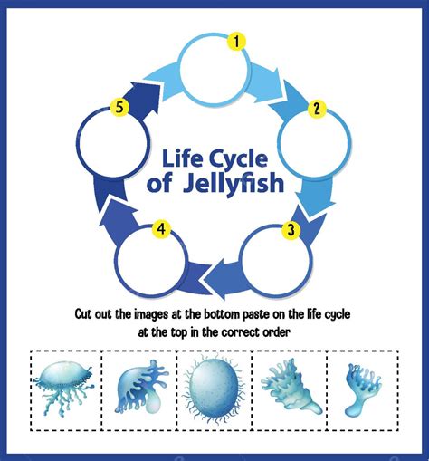 Diagram Showing Life Cycle Of Jellyfish Science Cycling Element Vector, Science, Cycling ...