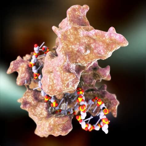 RNA Model 的图像结果