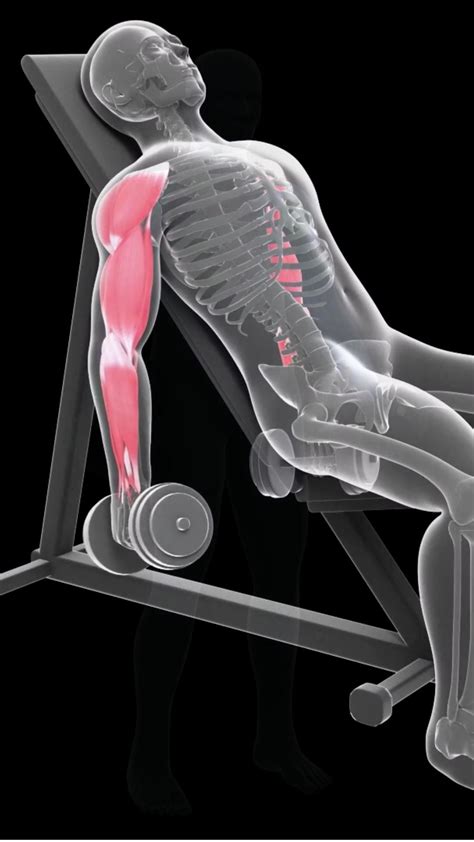 Dumbbell concentration curls – Artofit