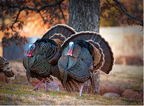 Wild Turkey Thanksgiving – An Overview of Texas Turkey Hunting | Ruple ...