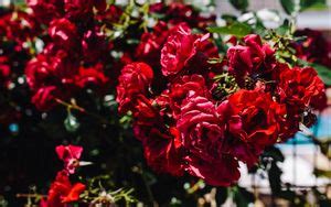 Wallpaper roses, bush, buds hd, picture, image