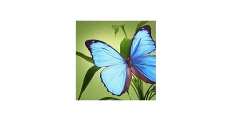 Rebecca Lynn Maze Obituary (2025) - Guntersville, AL - Guntersville ...