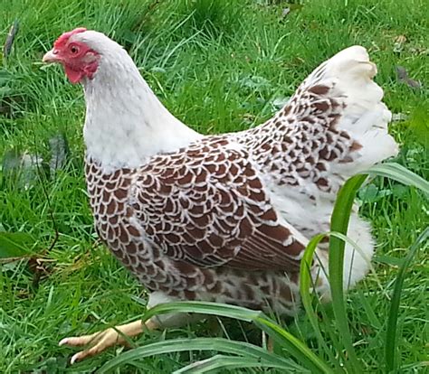 Blue Laced Wyandotte Chicken Egg Color - Blue Laced Red Wyandotte ...