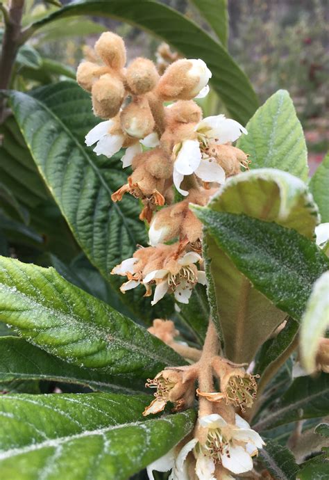 Herd's Mammoth Loquat - Heritage Fruit Trees