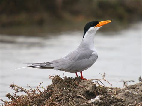 River Tern Sterna aurantia - Laridae - Birds of India