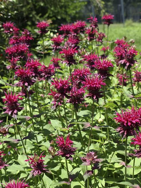 Bee Balm Control - Learn How To Manage Bee Balm Plants | Gardening Know How