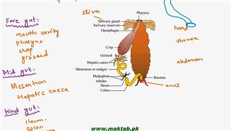 Image result for Digestive System of Cockroach