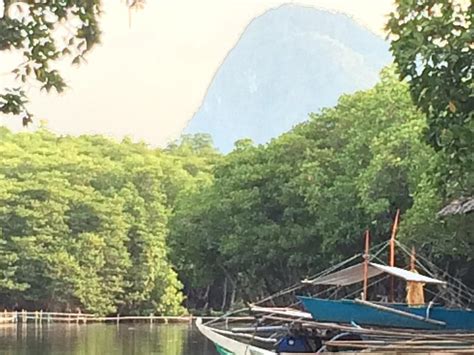 MYSTIC MANGROVE ADVENTURE (2026) All You Need to Know BEFORE You Go ...