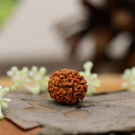 Natural 6 Mukhi Rudraksha - Price & Benefits – ratnakripa