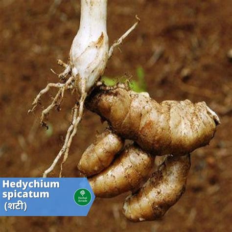 Chirayata (चिरायता) Intro, Benefits, usages, Gallery, Names - Herbal Arcade