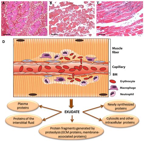 A Comprehensive View of the Structural and Functional Alterations of ...