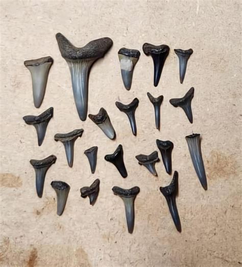 Found this weekend purse park MD : r/fossils