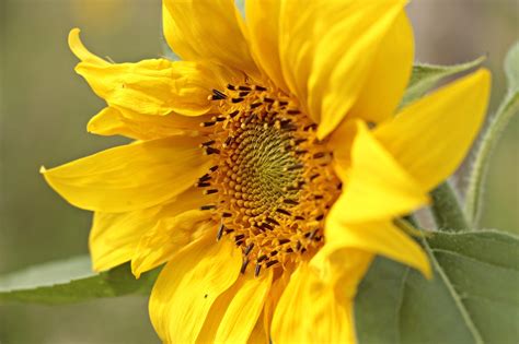 Image result for Grid JavaScript Language