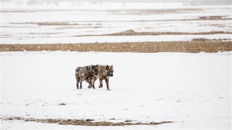 Image result for Wolves Survival