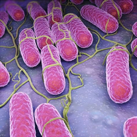 Pathogen 的图像结果