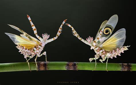 Pin on Этот удивительный мир