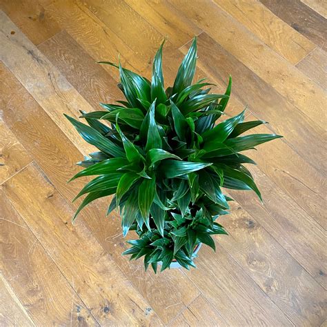 Dracaena 'Compacta' - grow urban.