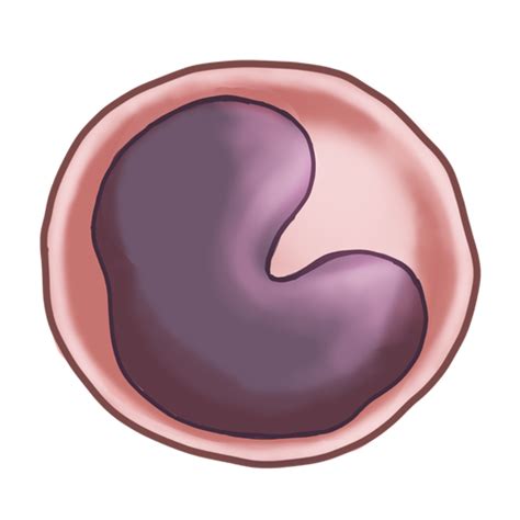 Monocytes - Labster