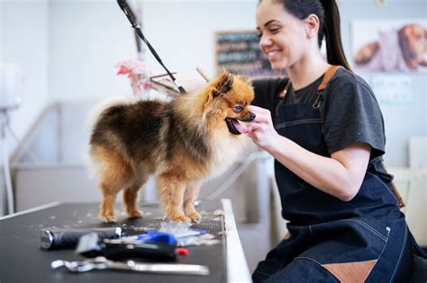 Puppy Grooming