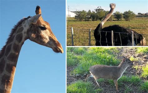 Giraffe House Wildlife Awareness Centre, stellenbosch, South Africa ...