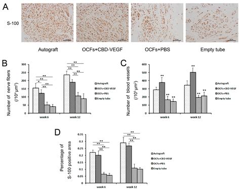 Use of Natural Neural Scaffolds Consisting of Engineered Vascular ...