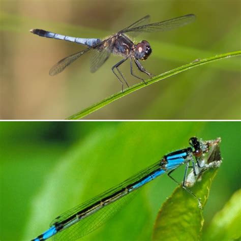 Comparison Between Butterfly And Dragonfly at Alicia Montes blog