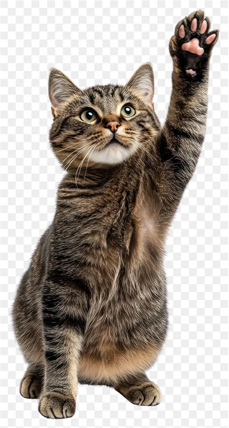 Image result for Cat Delete O2 Sensor