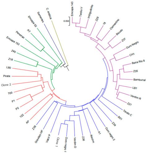 Coffea canephora: Heterotic Crosses Indicated by Molecular Approach