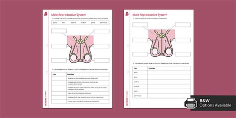 Image result for Male Reproductive System Worksheet