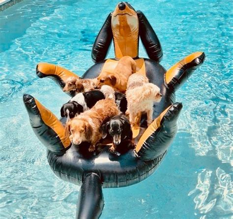 Pool Floats For Small Dogs at Jill Deleon blog