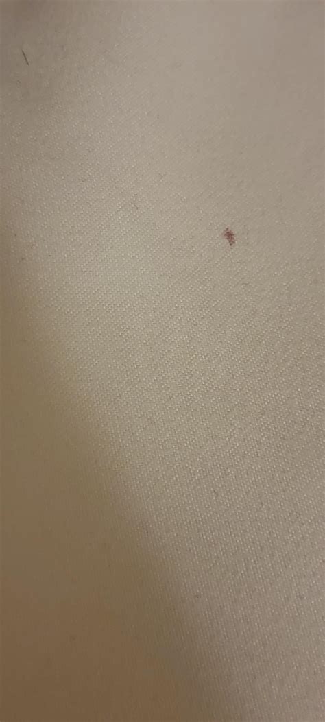 How Big Are Bed Bug Blood Stains at Diana Massey blog